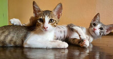 GIZMO, Katze, Hauskatze in Bulgarien - Bild 9