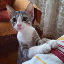 HAVI, Katze, Hauskatze in Bulgarien - Bild 1