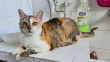 VILLI, Katze, Hauskatze in Bulgarien - Bild 1