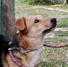 EGLE, Hund, Mischlingshund in Italien - Bild 1
