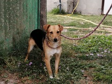 EGLE, Hund, Mischlingshund in Italien - Bild 3