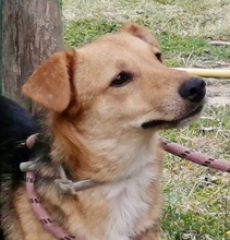 EGLE, Hund, Mischlingshund in Italien - Bild 8