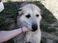 GERRY, Hund, Mischlingshund in Italien - Bild 12