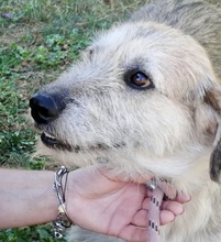 GERRY, Hund, Mischlingshund in Italien - Bild 2