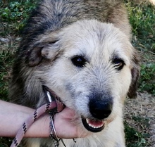 GERRY, Hund, Mischlingshund in Italien - Bild 5