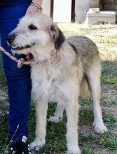 GERRY, Hund, Mischlingshund in Italien - Bild 6