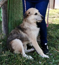 GERRY, Hund, Mischlingshund in Italien - Bild 7