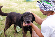 MAXI, Hund, Mischlingshund in Kroatien - Bild 1