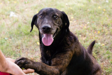 MAXI, Hund, Mischlingshund in Kroatien - Bild 2