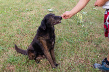 MAXI, Hund, Mischlingshund in Kroatien - Bild 3