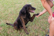 MAXI, Hund, Mischlingshund in Kroatien - Bild 5