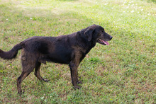 MAXI, Hund, Mischlingshund in Kroatien - Bild 6