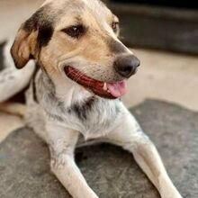 BOUBOU, Hund, Mischlingshund in Griechenland - Bild 1