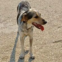 BOUBOU, Hund, Mischlingshund in Griechenland - Bild 2