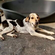 BOUBOU, Hund, Mischlingshund in Griechenland - Bild 3