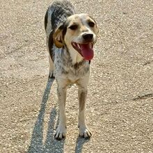 BOUBOU, Hund, Mischlingshund in Griechenland - Bild 4