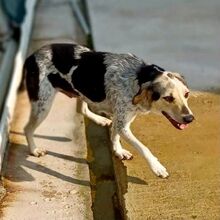 BOUBOU, Hund, Mischlingshund in Griechenland - Bild 5
