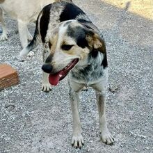 BOUBOU, Hund, Mischlingshund in Griechenland - Bild 6