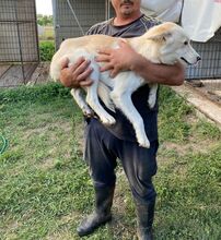 JACK, Hund, Mischlingshund in Ungarn - Bild 9
