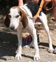 RAGNAR, Hund, Mischlingshund in Zypern - Bild 3