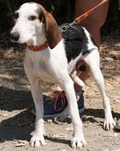 RAGNAR, Hund, Mischlingshund in Zypern - Bild 6