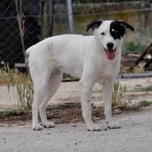 HOPE, Hund, Hirtenhund-Mix in Griechenland - Bild 5