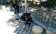 TITUS, Hund, Mischlingshund in Bulgarien - Bild 10
