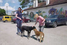 TITUS, Hund, Mischlingshund in Bulgarien - Bild 11