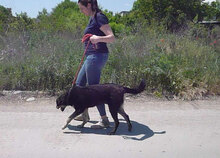 TITUS, Hund, Mischlingshund in Bulgarien - Bild 12