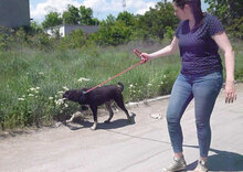 TITUS, Hund, Mischlingshund in Bulgarien - Bild 13