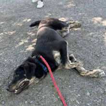TITUS, Hund, Mischlingshund in Bulgarien - Bild 16
