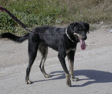 TITUS, Hund, Mischlingshund in Bulgarien - Bild 19