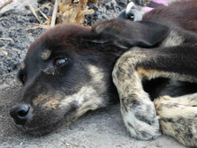 TITUS, Hund, Mischlingshund in Bulgarien - Bild 2