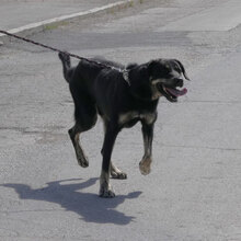 TITUS, Hund, Mischlingshund in Bulgarien - Bild 20