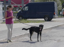 TITUS, Hund, Mischlingshund in Bulgarien - Bild 21