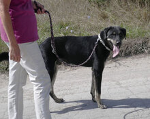 TITUS, Hund, Mischlingshund in Bulgarien - Bild 22