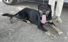 TITUS, Hund, Mischlingshund in Bulgarien - Bild 23