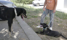TITUS, Hund, Mischlingshund in Bulgarien - Bild 24