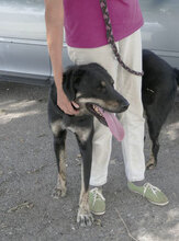 TITUS, Hund, Mischlingshund in Bulgarien - Bild 25