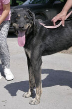 TITUS, Hund, Mischlingshund in Bulgarien - Bild 26