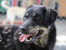 TITUS, Hund, Mischlingshund in Bulgarien - Bild 27