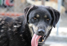 TITUS, Hund, Mischlingshund in Bulgarien - Bild 28