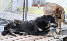 TITUS, Hund, Mischlingshund in Bulgarien - Bild 29