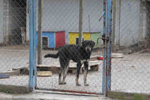 TITUS, Hund, Mischlingshund in Bulgarien - Bild 30