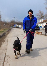 TITUS, Hund, Mischlingshund in Bulgarien - Bild 4