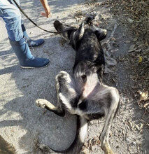 TITUS, Hund, Mischlingshund in Bulgarien - Bild 6