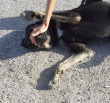 TITUS, Hund, Mischlingshund in Bulgarien - Bild 7