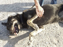 TITUS, Hund, Mischlingshund in Bulgarien - Bild 8