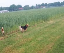 PAULCHEN, Hund, Mischlingshund in Herten - Bild 8