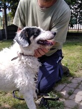PICI8, Hund, Mischlingshund in Ungarn - Bild 3